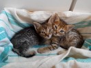 Очаровательные котята-рысята!