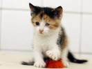 ПУГОВКА - кошка-крошка размером с ладошку
