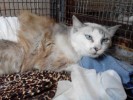 SOS Кошка умирает в усыпалке после стерилизации