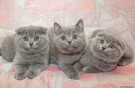Породистые кошки и котята в усыпалке