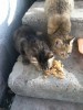 SOS! Котят грозятся отравить.