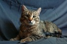 ДЖОНИК - очаровательный котик в полосатой шубке