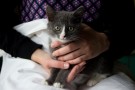 Мурза, Чип и Чапа - трое котят ищут дом!