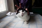 Хома - много кота не бывает!