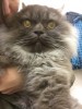 Красивый дымчатый кот в усыпалке, найден на дачах