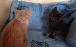 котята.jpg