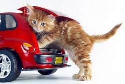 cat-car-driving1.jpg