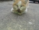 СОС Трамированный кот погибает на улице