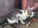 SOS Больной котенок погибает на улице