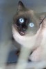 Сиамский кот-потеряшка в усыпалке