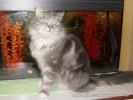 ГУЗИК - роскошный мраморный дымчатый кот