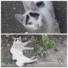 Котик со сломанной лапкой на улице