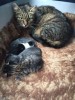 СОС!Тигровая кошка-ласкуша родила четырех котят на Фауне!