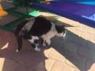 SOS в Лошицком парке кот со сломанной лапкой!
