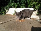 Котенок с больным глазом