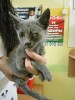 Голубой котенок с повержденным глазом в усыпалке!