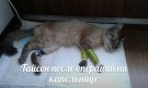 Кот со сломанными лапами!