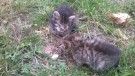 Котятки в ужасном состоянии, Ждановичи