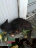 Кот сбит машиной на Брилевской