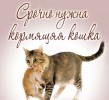 Нужна кормящая кошка! Погибают котята!