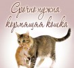 Срочно нужна кормящая кошка!!!!