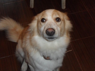 чакки.jpg (127.14 КБ) Просмотров: 1201 чакки.jpg