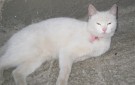 Белый котик с раной на шее