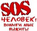 СОС! СБИТОЙ СОБАКЕ ЭКСТРЕННО НУЖНА ПОМОЩЬ!