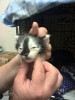 Котята из усыпалки с проблемными глазами - нужна помощь
