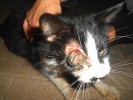 Травмированный домашний кот найден на Налибокской!
