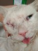 SOS Нужен срочно донор сбитому коту!!!