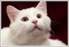 КРЕМИК - белоснежный котик для души и сердца