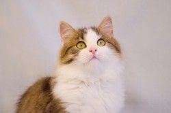 10.jpg (1.84 МБ) Просмотров: 1043 10.jpg