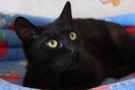 СПАРТАК - чёрно-шоколадный сладкий котик