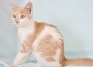 Марсик - бело-кремовый котенок