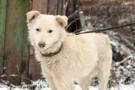 БЕЛКА - грациозная собака-белоснежка, трогательная и нежная