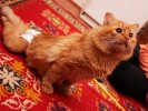РИЧАРД- рыжий кот с травмированным позвоночником