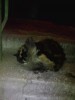 Истощенная кошка-трехцветка Пушинка