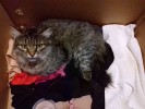 SOS Кошка со сломанными лапами!